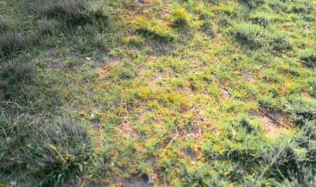 Picture of weak yellowing lawn 