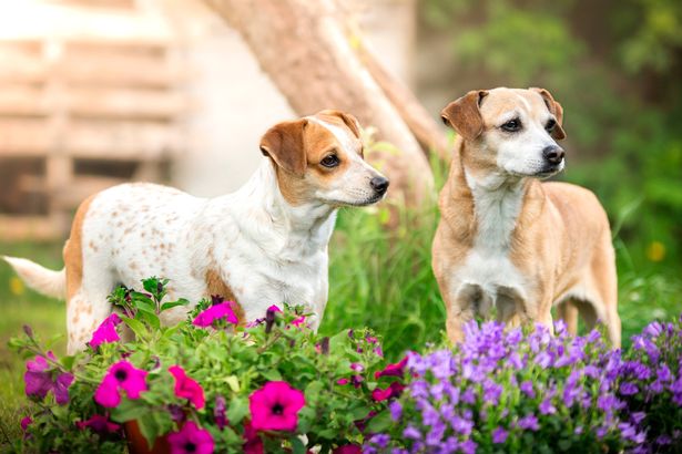 Two mongrels are standing in a garden full of flowers. The dogs are looking in the same direction. Outdoor photo.