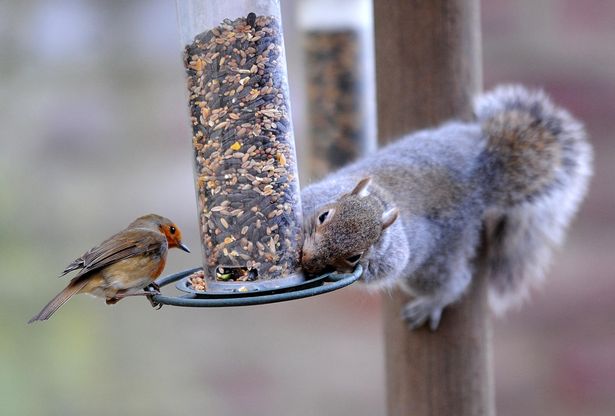 Squirrel eating from bird feeder