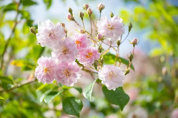 A display of Paul’s Himalayan Musk’ rambling roses 