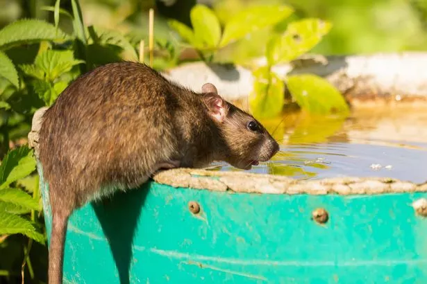 A rat drinking water from a bird bath on a summers day