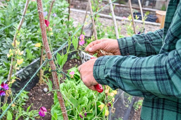 MSN Feature on head gardener at Birtsmorton Court in Malvern, Mike Gogerty, with his ten garden tips. 