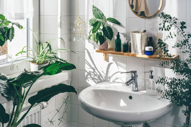 Sink near plants in white bathroom