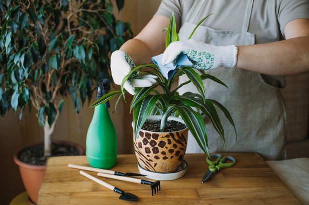 Female hands spray and washes the leaves of Dracaena fragrans house plants at home.