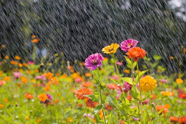 Summer Rain