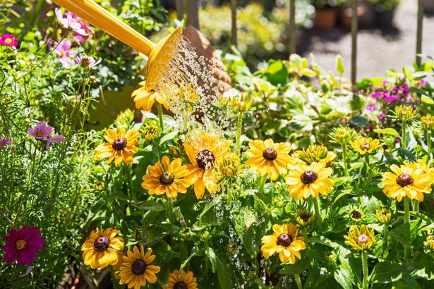 Person watering flowers