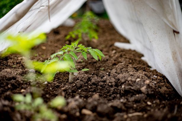 Tomato Plants Growing in a Row in Small Greenhouse.