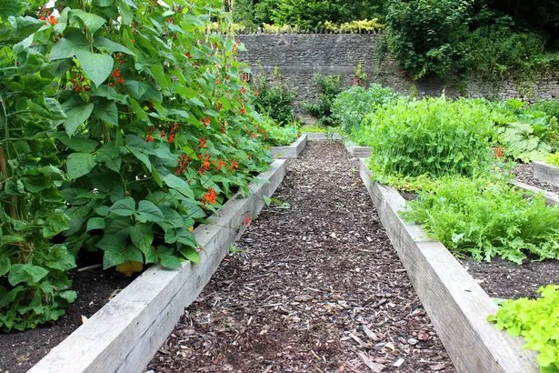 Photo showing an organic community vegetable garden allotment with a series of small raised beds 