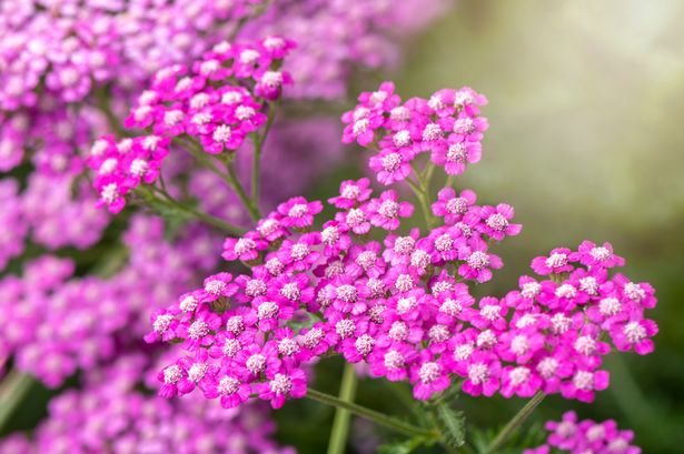 A picture of bright purple flowers