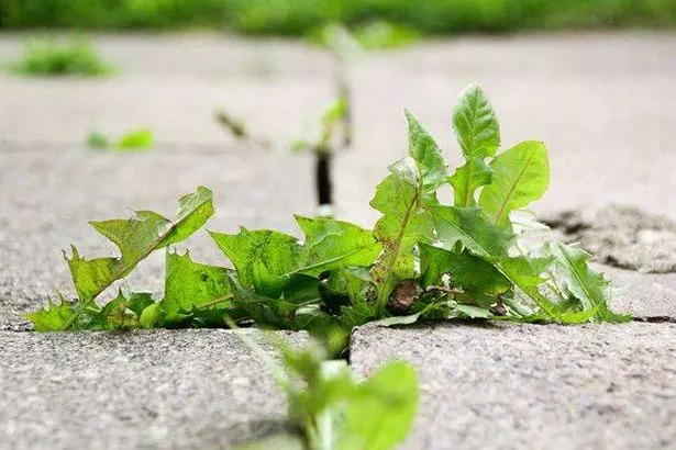 Weeds on a pavement