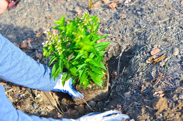 Woman Planting Garden Phlox