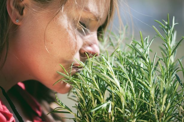 Woman smelling fresh rosemary.