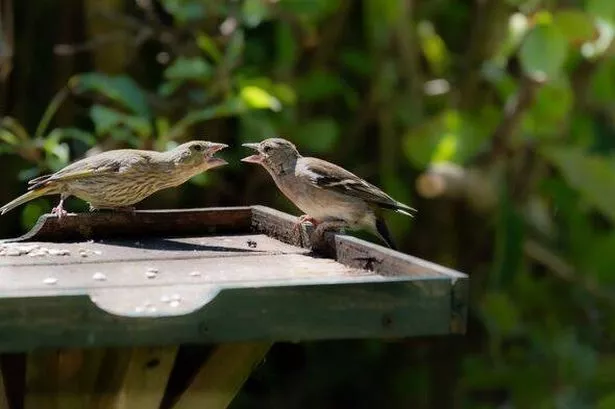Young Chaffinch and Siskin birds fight for food on a birdtable
