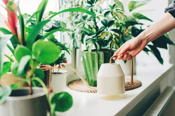 Young woman watering plants at home. Home gardening,  taking care of houseplants.