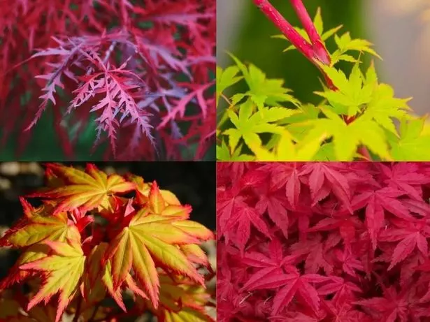 Amazing Acers - Japanese Maple Collection of FOUR Plants