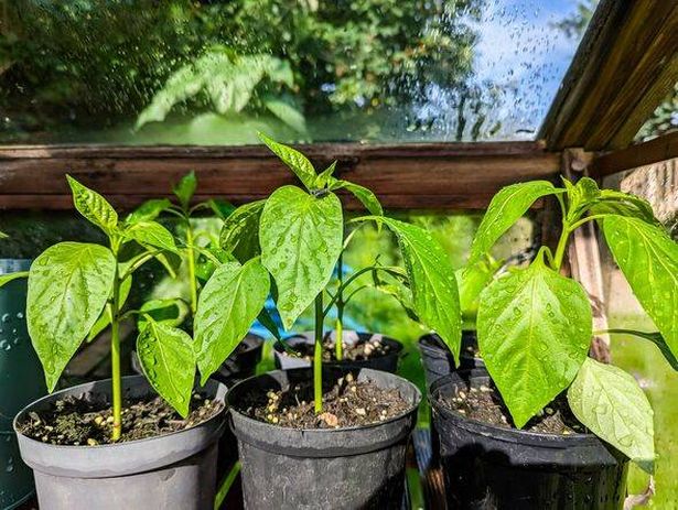 close up of 3 Young Potted pepper plants with a fly on one of the leaves in a greenhouse
