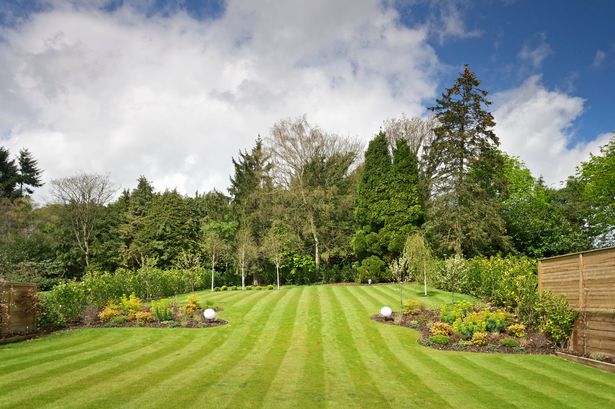 view of a lovely garden with a lush green lawn with mowing stripes