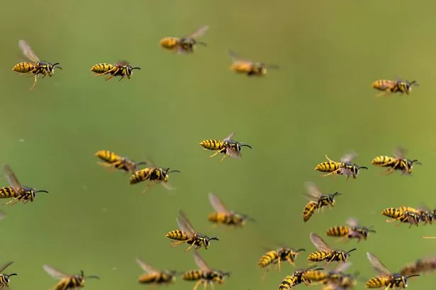 large swarm of dangerous striped stinging insects wasps fly against the background of a green summer garden