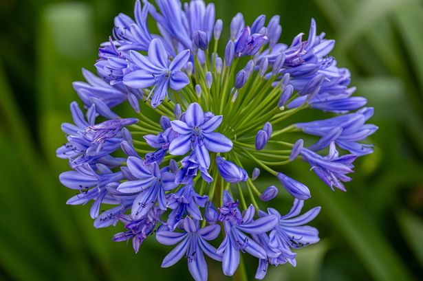 Giant Blue - Lily of the Nile Plants