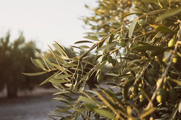 Olive Tree