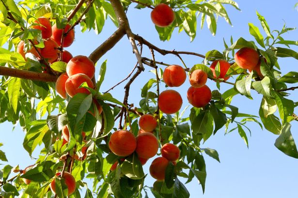 Peach tree