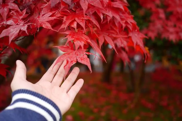 Japanese Maple