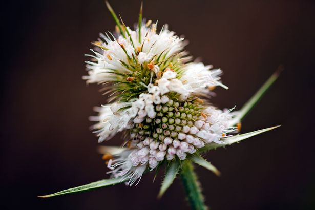 prickly plant with white petals in focus on the dark background, note shallow depth of field