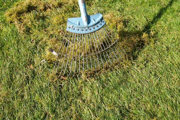 removing moss by scarifying the grass