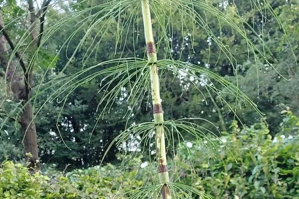A view of a horsetail plant, which can grow to around 3ft tall and is capable of causing a lot of damage if left unchecked