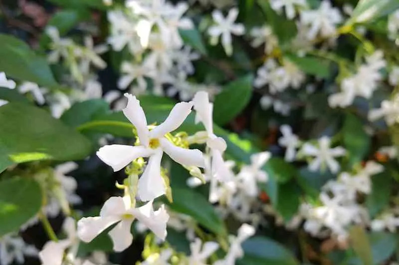 Selective focus view of Star jasmine vine, the shady fences (Trachelospermum jasminoides). Vine that produces highly fragrant, white blossoms that attract bees. Native to China and Japan. Spring time