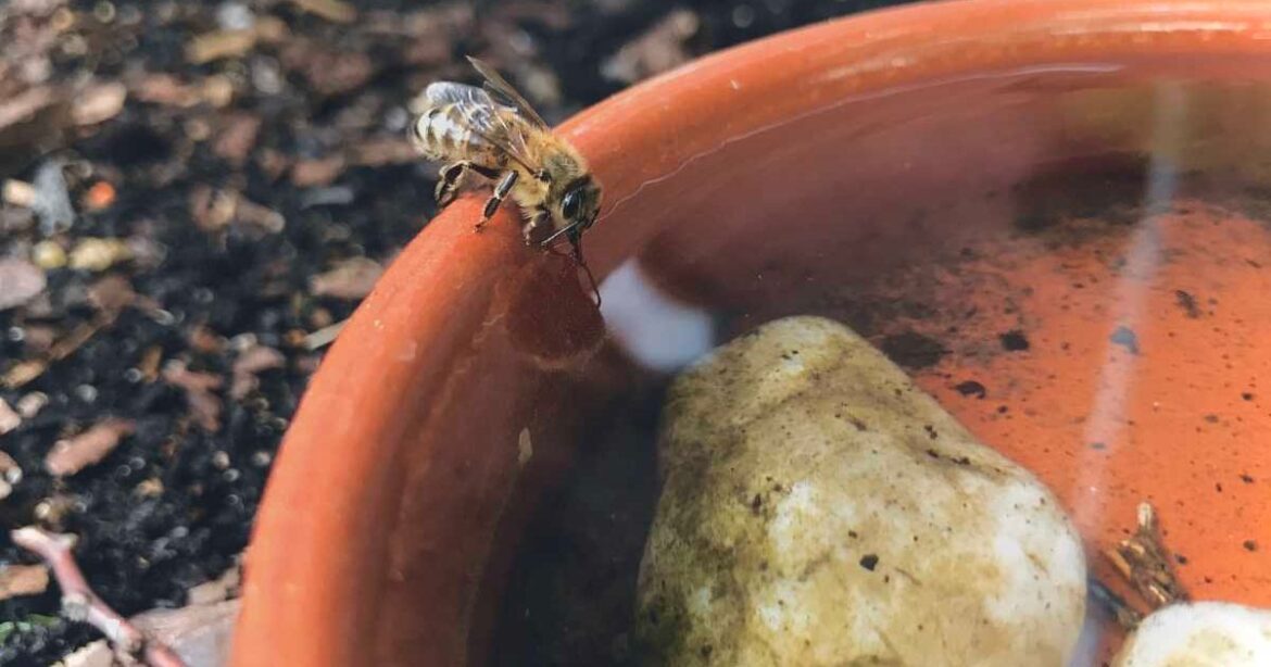 Gardeners Are Creating a Watering Station to Help Bees Tackle the Summer Heat — It Needs Just 3 Steps Gardeners Are Creating a Watering Station to Help Bees Tackle the Summer Heat — It Needs Just 3 Steps