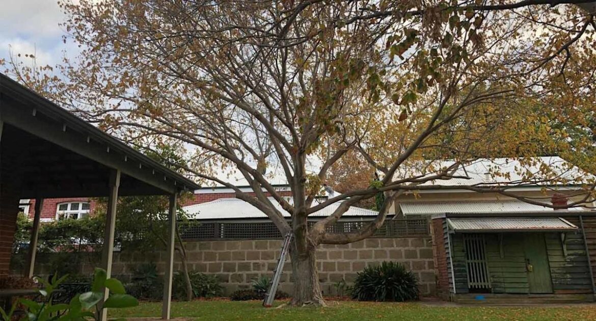 Free cash for thousands of Aussies making simple backyard change Free cash for thousands of Aussies making simple backyard change