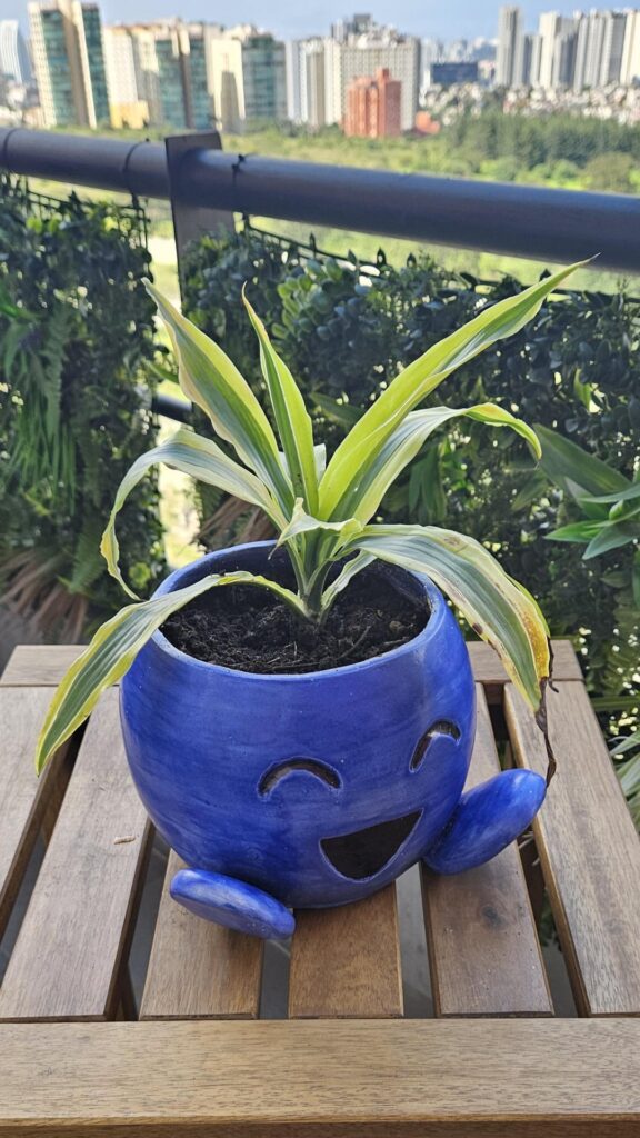 Oddish pot