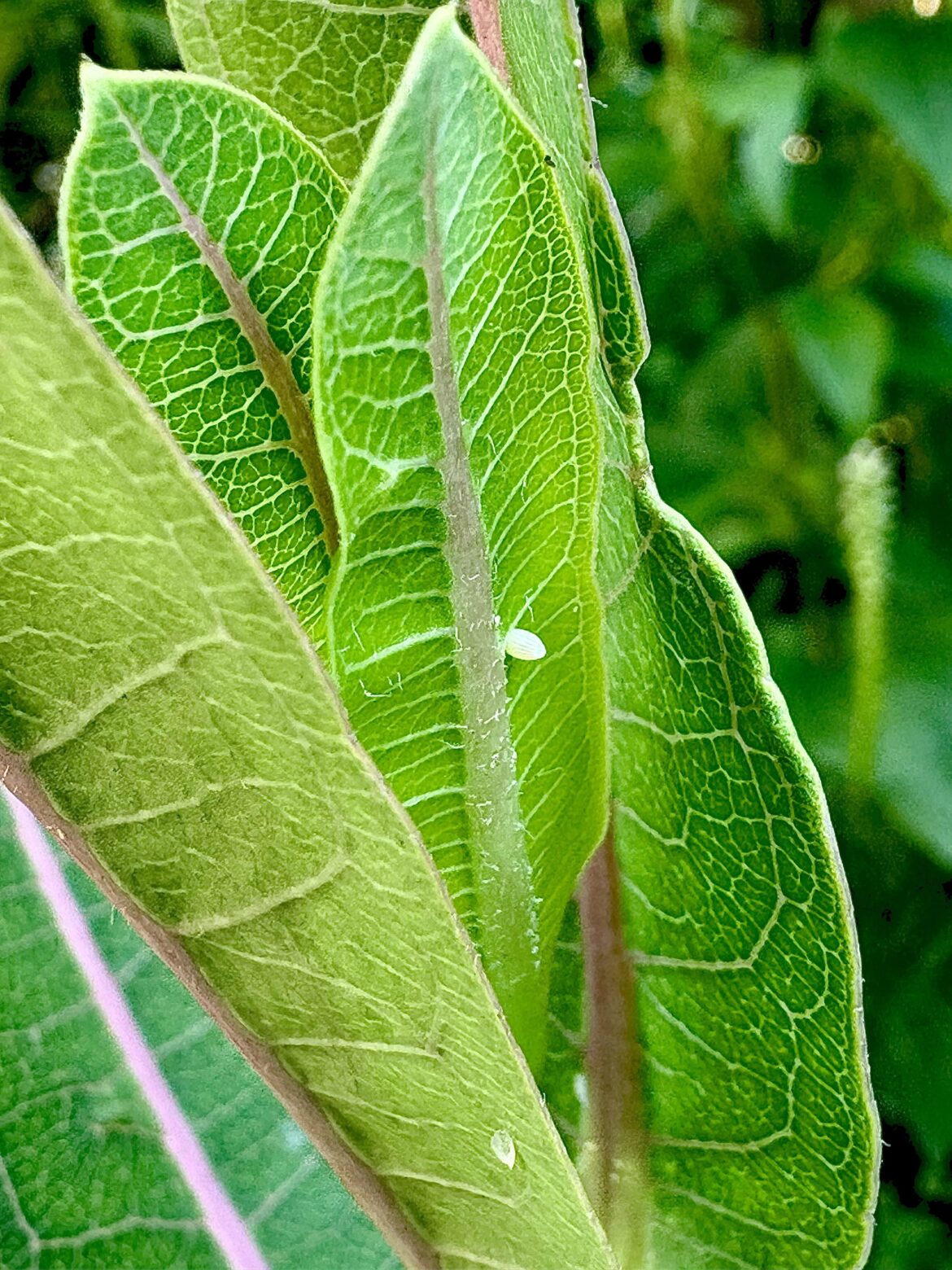 Fresh egg on my Prairie Milkweed