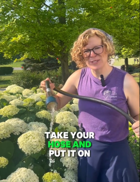 Screenshots of a TikTok video showing a woman watering hydrangeas.