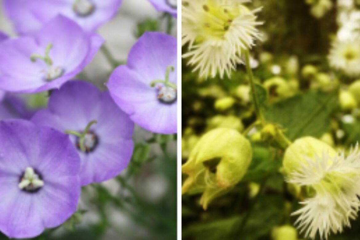 Wiltshire gardeners urged to help conserve pollinator-friendly plants Salisbury Journal