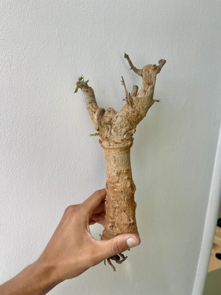 My gf got me a bone dry baobab trunk in Gambia 6mo ago, and it started sprouting!