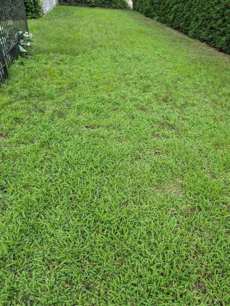 Canada: My lawn is turning almost 100% Crabgrass and I caan’t do anything. Is it hopeless? Canada: My lawn is turning almost 100% Crabgrass and I caan't do anything. Is it hopeless?