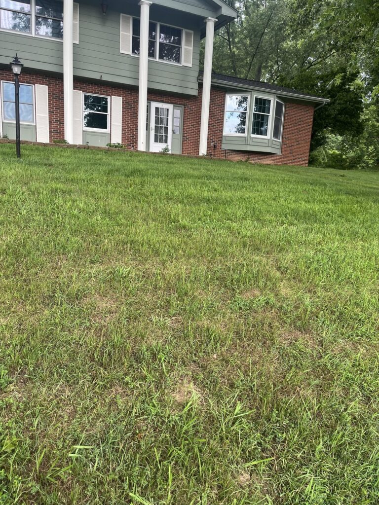 Grass is dying after replanting for the 3rd straight year.