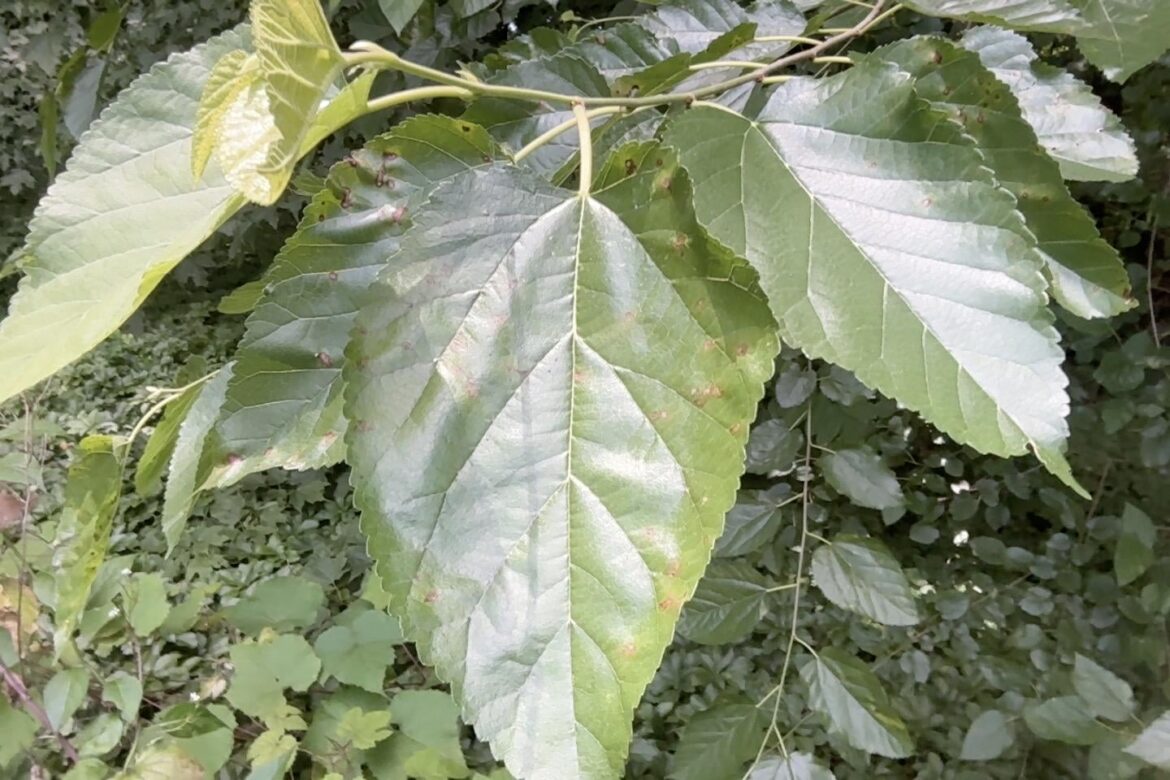 Tree ID in Western Massachusetts