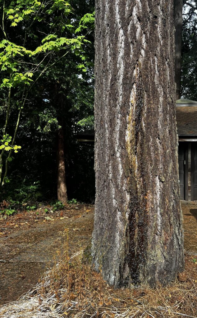 Big crack with exuding sap on my big tree — landlord says it’s fine, any thoughts?