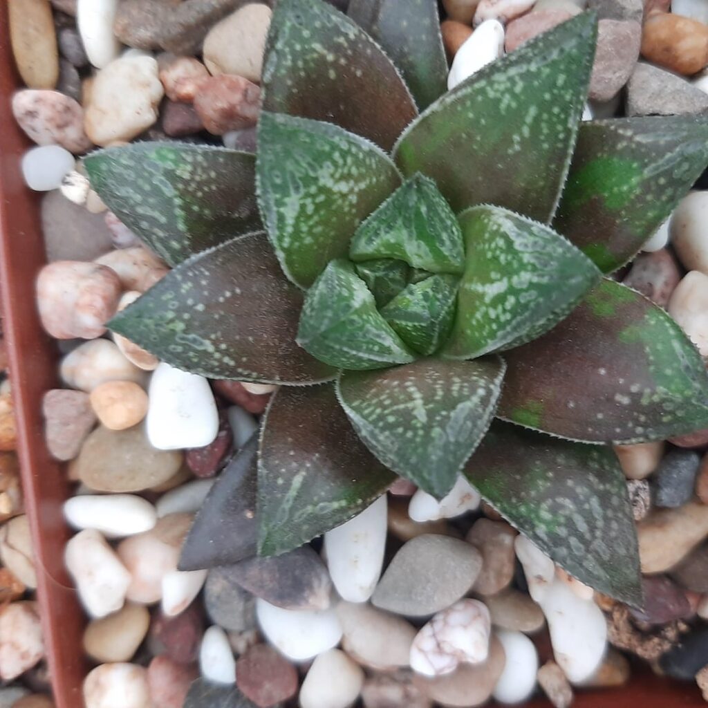 Some of my own hybrids