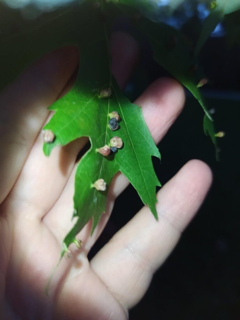 Found these on a Maple (Acer saccharinum) here in Germany, structure doesn't match with any native gall wasp, nor with the maple gall mite. Any ideas?