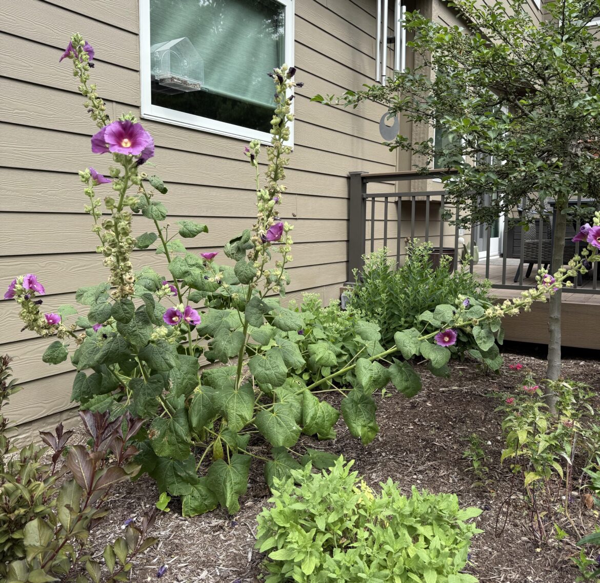 How do you support hollyhock?