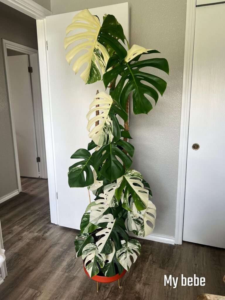 My 3-stem Albo π€π My 3-stem Albo π€π