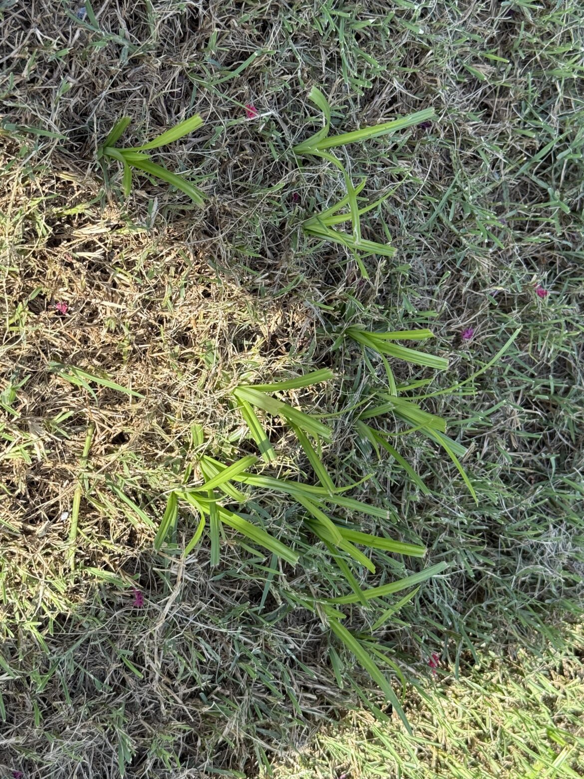 I have this weed that’s just recently started coming up all over my yard. Any ideas on how to get ride of it. I regularly use weed/feed .