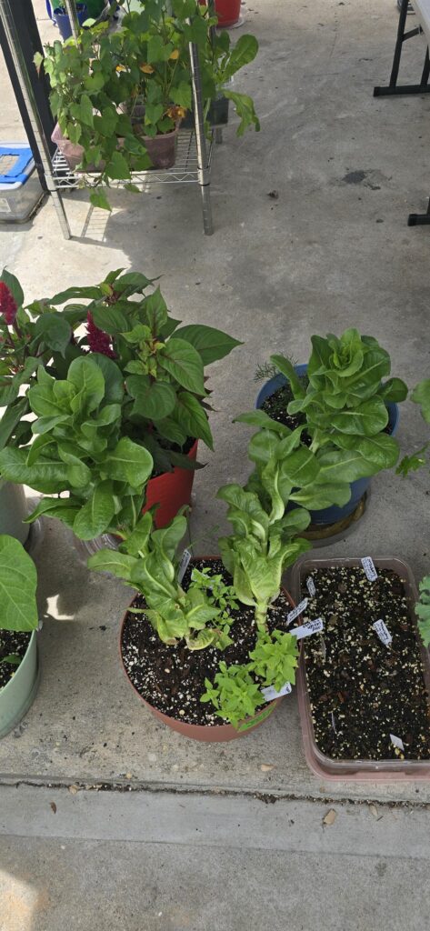 What’s going on with my lettuce? My daughters thought they were in 4 pots 🤣🤣🤣 What's going on with my lettuce? My daughters thought they were in 4 pots 🤣🤣🤣