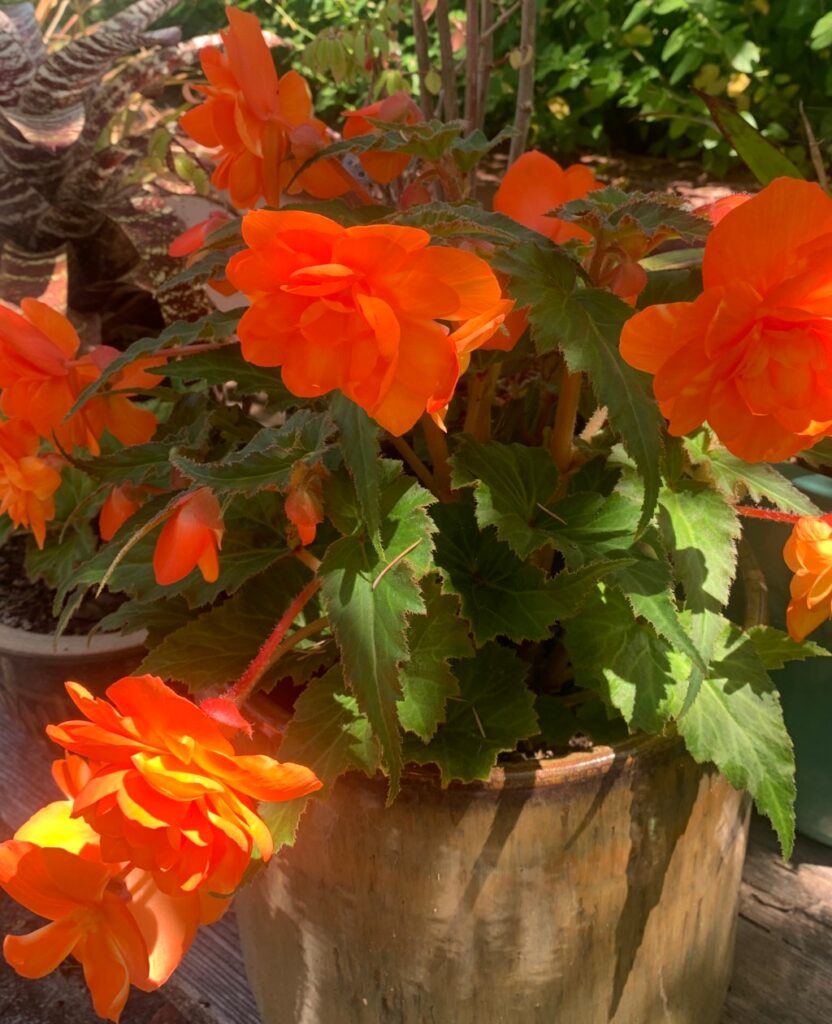 Tom Karwin, On Gardening | Cultivating herbaceous perennials – Santa Cruz Sentinel