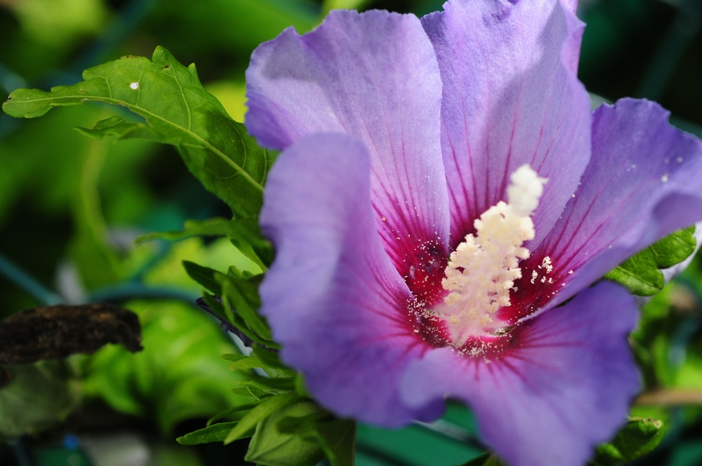 DVIDS – News – Face of Defense: Landscape Architect Saves Resources Lovely Flowers