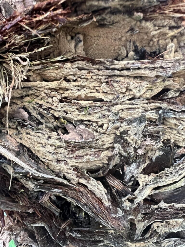 Is this mold? Orlando, FL
